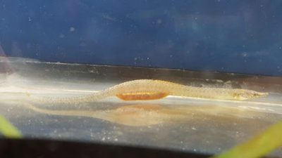 pipefish photo