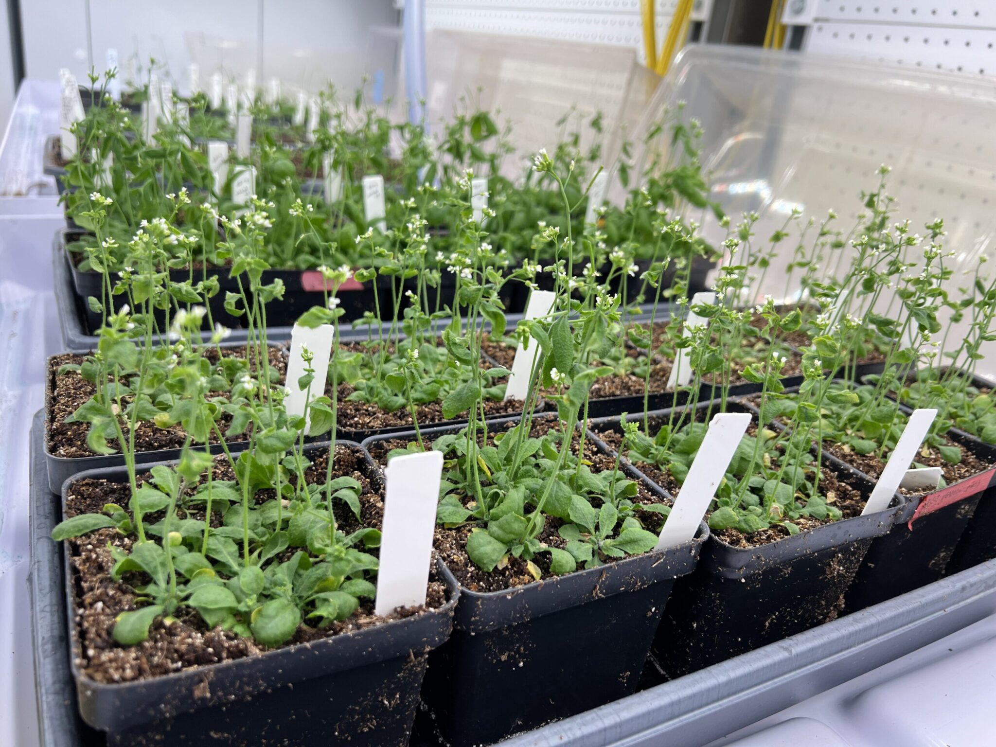 Arabidopsis thaliana, shown growing in a laboratory on the Texas A&amp;M University campus