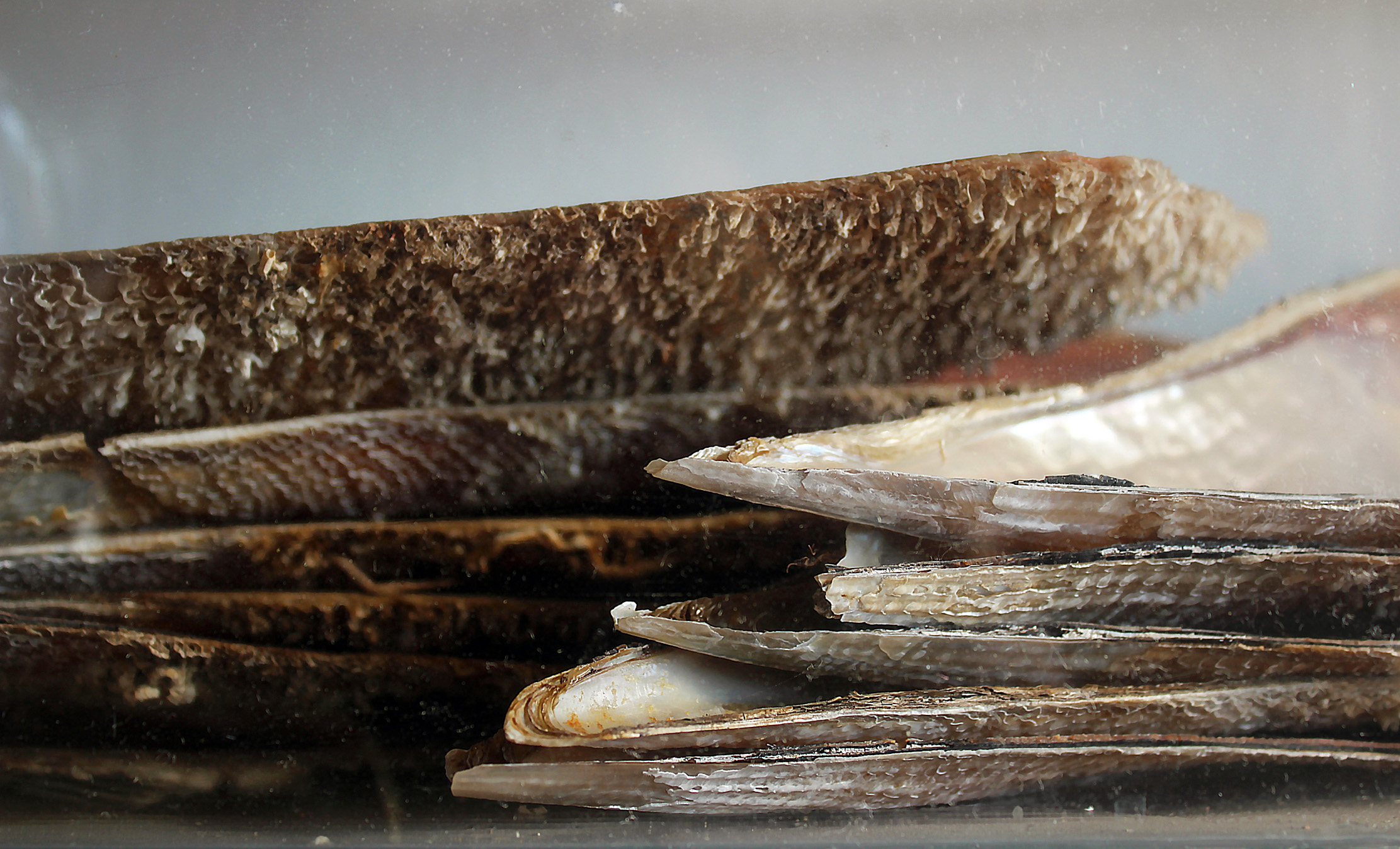 Pinnidae shells sitting in a stack