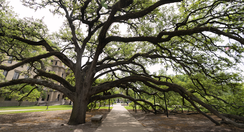 View of the iconic Century Tree at Texas A&amp;M University, showcasing its expansive branches stretching over a paved pathway.